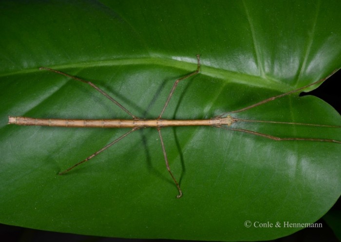 PSG 396 Paramenexenus baleatus adult male